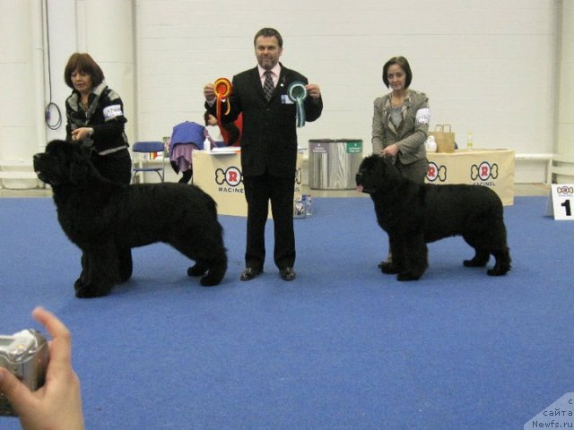 Фото: ньюфаундленд Twillin Gate King of Helluland, ньюфаундленд Begushaya po Volnam Vam I Ne Snilos (Бегущая по Волнам Вам и не Снилось)