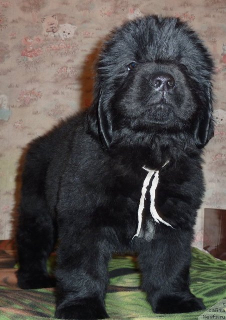 Фото: ньюфаундленд Val'ber Ostin Klyer (Вальбер Остин Клэр)