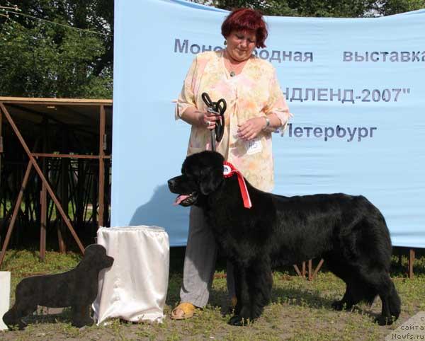 Фото: ньюфаундленд Smigar Ochey Ocharovanie (Смигар Очей Очарованье)