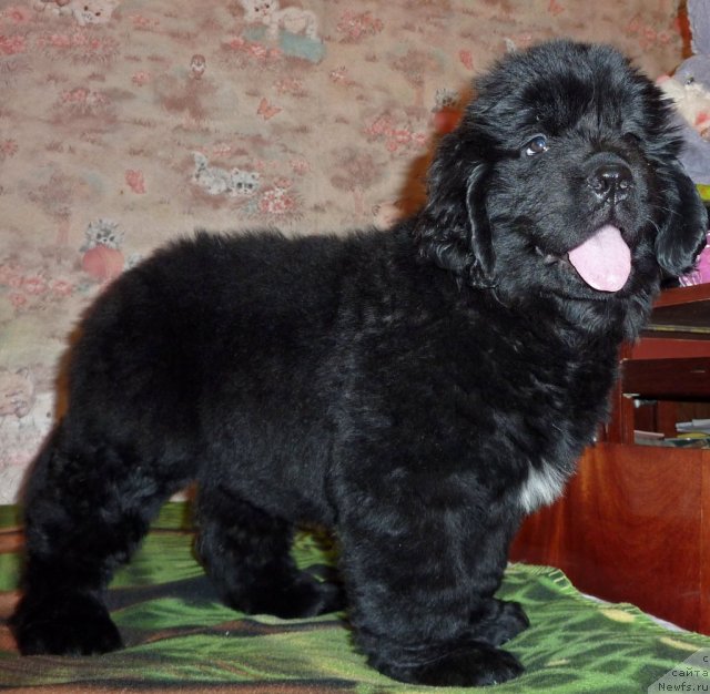 Фото: ньюфаундленд Viv'en Svit Ledi (Вивьен Свит Леди)