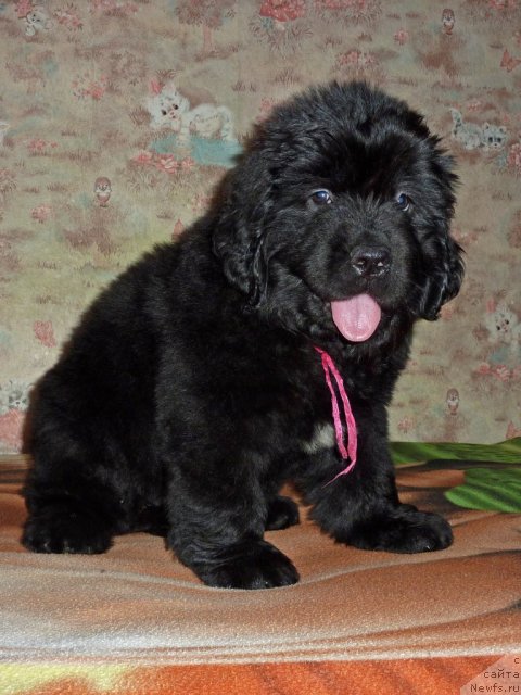 Фото: ньюфаундленд Virdjiniya B'yuti Layf (Вирджиния Бьюти Лайф)