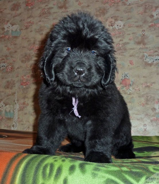 Фото: ньюфаундленд Violett Gryeys Of YEndjel (Виолетт Грэйс Оф Энджел)