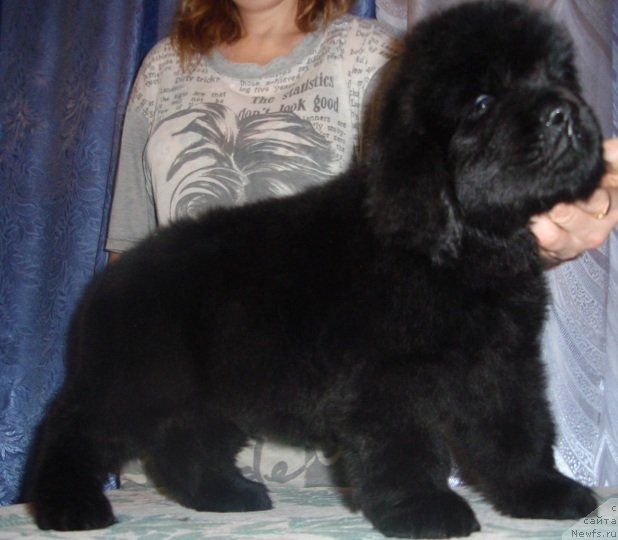 Фото: дети, ньюфаундленд Severtan Rojdennaya Legendoy (Севертан Рожденная Легендой)