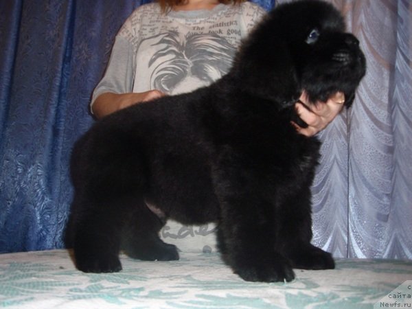 Фото: щенок Мармона и, ньюфаундленд Severtan Rojdennaya Legendoy (Севертан Рожденная Легендой)