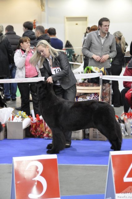 Фото: ньюфаундленд Black Diamond Agidel ot Potapa Stefani (Блэк Диамонд Агидель от Потапа Стефани), Aleksandra Ivashova (Александра Ивашова)