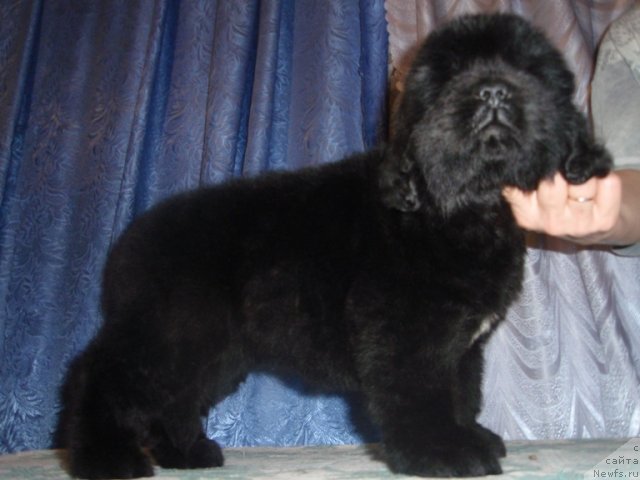 Фото: ньюфаундленд N'yufort Bay'yu Tiana (Ньюфорт Бай'ю Тиана)