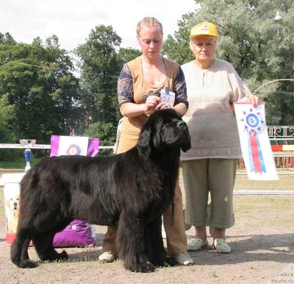 Фото: ньюфаундленд Bjornebandens Push Up Patricia