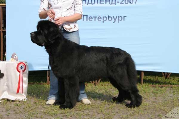 Фото: ньюфаундленд Thickish Newfoundland Monnalisadellagioconda
