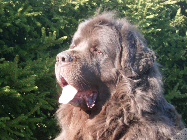 Фото: ньюфаундленд Hobbi Beloves By All (Хобби Билавд Бай Олл)