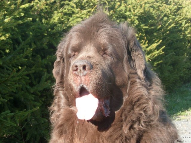 Фото: ньюфаундленд Hobbi Beloves By All (Хобби Билавд Бай Олл)