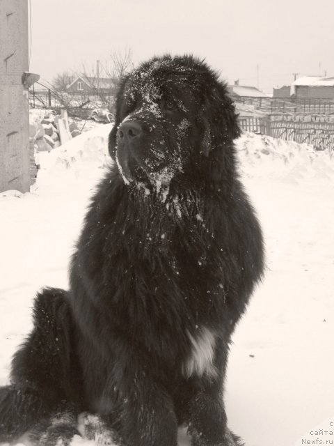 Фото: ньюфаундленд Ark Veles (Арк Велес)
