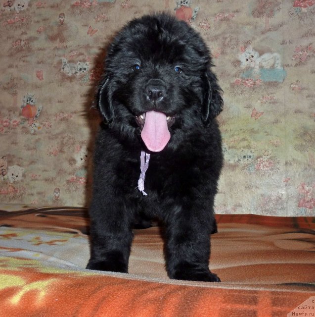 Фото: ньюфаундленд Violett Gryeys Of YEndjel (Виолетт Грэйс Оф Энджел)