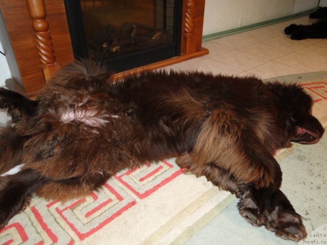 Фото: ньюфаундленд Barhatka Roskoshnaya (Бархатка Роскошная)