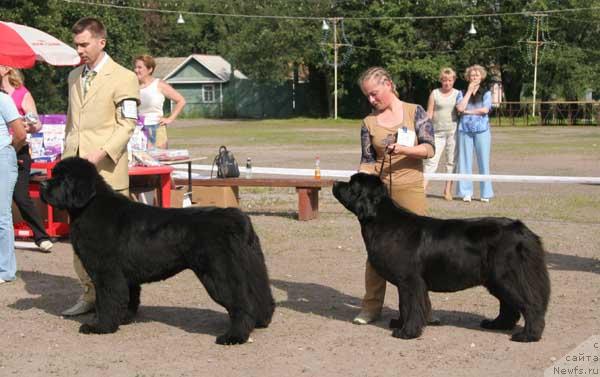 Фото: ньюфаундленд King of Helluland Valmont, ньюфаундленд Bjornebandens Push Up Patricia