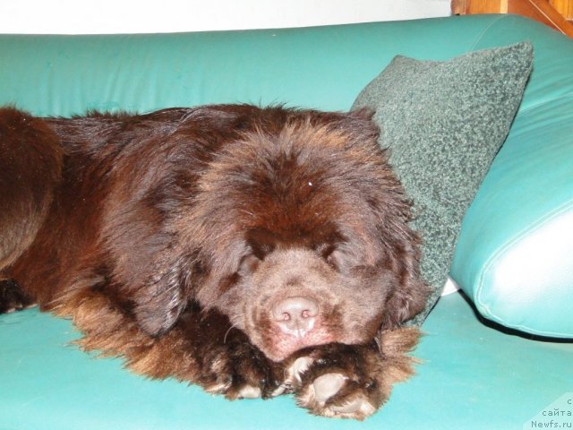 Фото: ньюфаундленд Barhatka Roskoshnaya (Бархатка Роскошная)
