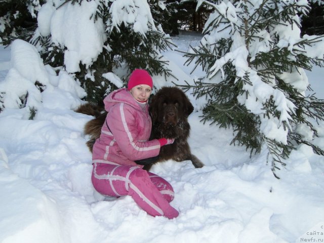 Фото: ньюфаундленд Barhatka Roskoshnaya (Бархатка Роскошная)