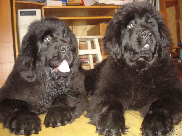Фото: ньюфаундленд Ih Vyisochestvo Giacinta Briz (Их Высочество Гиацинта Бриз), ньюфаундленд Ih Vyisochestvo Gotika Al'deya (Их Высочество Готика Альдея)