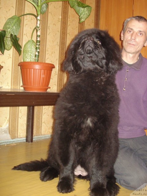 Фото: ньюфаундленд Ih Vyisochestvo Gotika Al'deya (Их Высочество Готика Альдея)