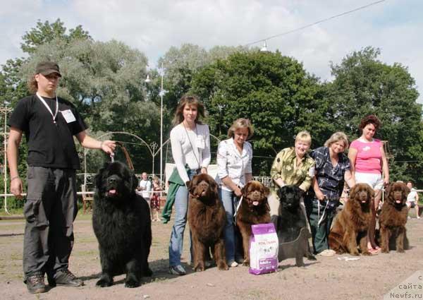 Фото: ньюфаундленд Vivat Vialiki Miadzvedz (Виват Вялiкi Мядзведзь)