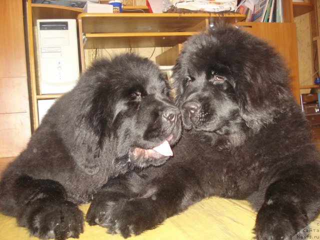 Фото: ньюфаундленд Ih Vyisochestvo Giacinta Briz (Их Высочество Гиацинта Бриз), ньюфаундленд Ih Vyisochestvo Gotika Al'deya (Их Высочество Готика Альдея)