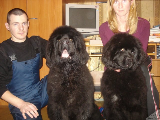 Фото: ньюфаундленд Ih Vyisochestvo Giacinta Briz (Их Высочество Гиацинта Бриз), ньюфаундленд Ih Vyisochestvo Gotika Al'deya (Их Высочество Готика Альдея)