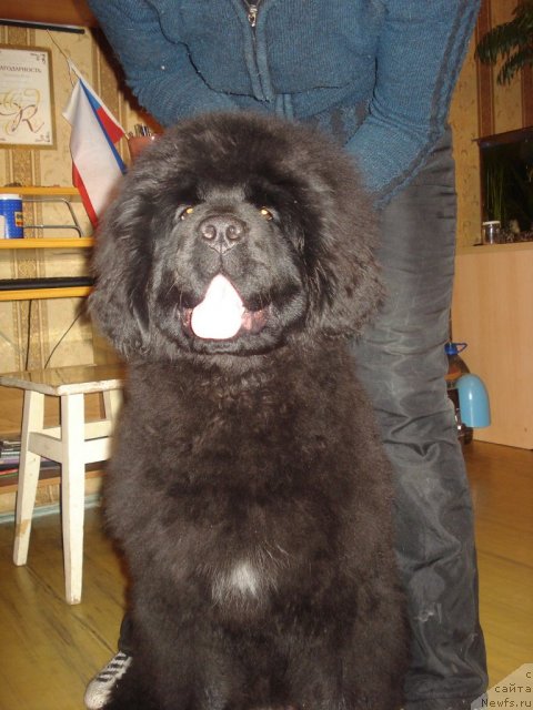 Фото: ньюфаундленд Ih Vyisochestvo Gotika Al'deya (Их Высочество Готика Альдея)