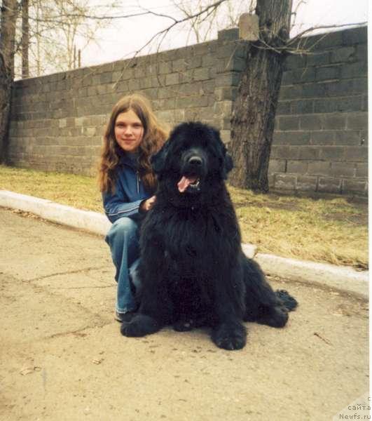 Фото: ньюфаундленд Nefertiti iz Medvejyego Yara (Нефертити из Медвежьего Яра)