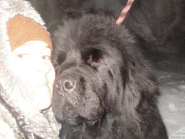 Фото: ньюфаундленд Ih Vyisochestvo Batterflyay Blyek Omeliya (Их Высочество Баттерфляй Блэк Омелия), Ol'ga Trapeznikova (Ольга Трапезникова)
