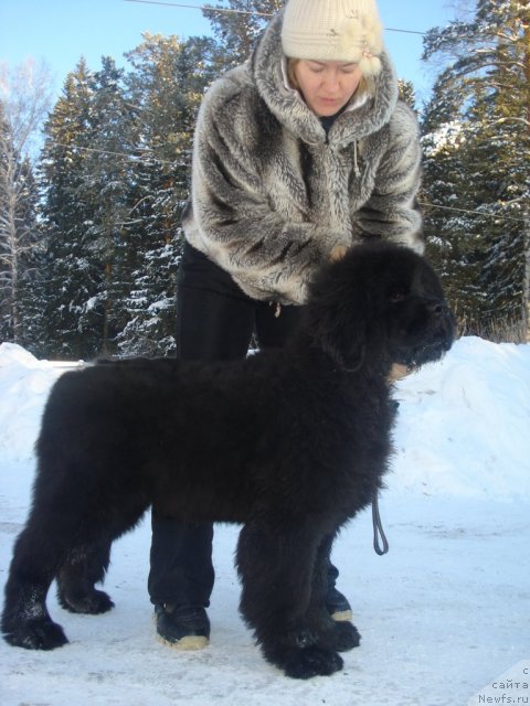 Фото: ньюфаундленд Ih Vyisochestvo Giacinta Briz (Их Высочество Гиацинта Бриз), Ol'ga Trapeznikova (Ольга Трапезникова)