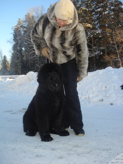 Фото: ньюфаундленд Ih Vyisochestvo Giacinta Briz (Их Высочество Гиацинта Бриз)