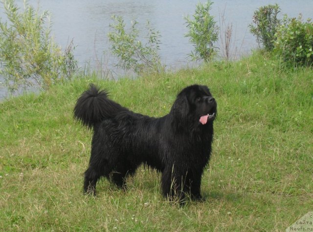 Фото: ньюфаундленд Egipetskiy Faraon (Египетский Фараон)