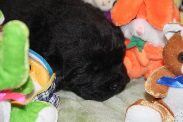 Фото: ньюфаундленд T-34 s Berega Dona (Т-34 с Берега Дона)