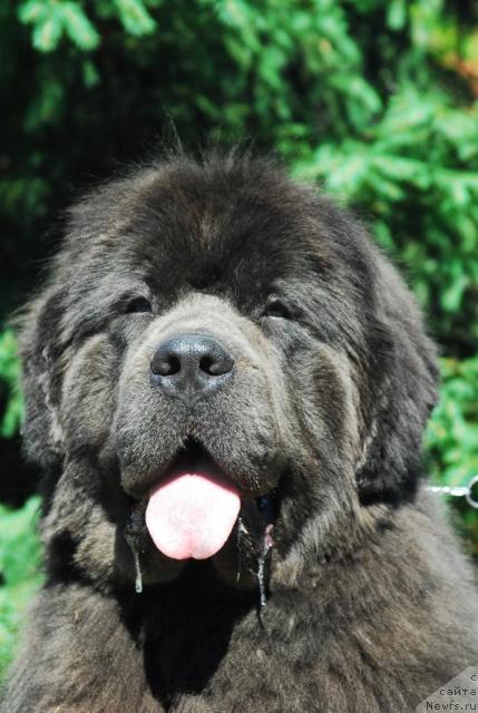 Фото: ньюфаундленд Sent Djons Ikar (Сент Джонс Икар)