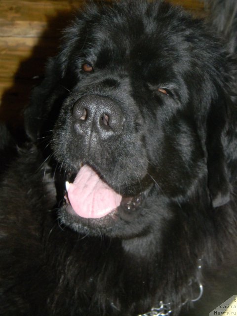 Фото: ньюфаундленд Zvezda Vostoka (Звезда Востока)