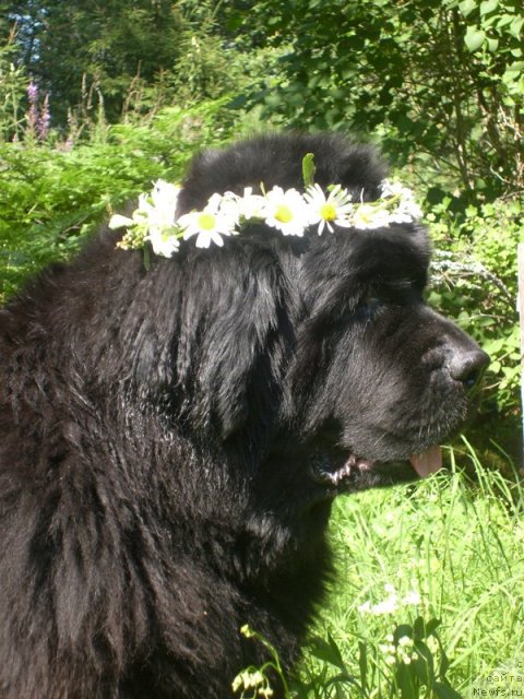 Фото: ньюфаундленд Thickish Newfoundland Monnalisadellagioconda