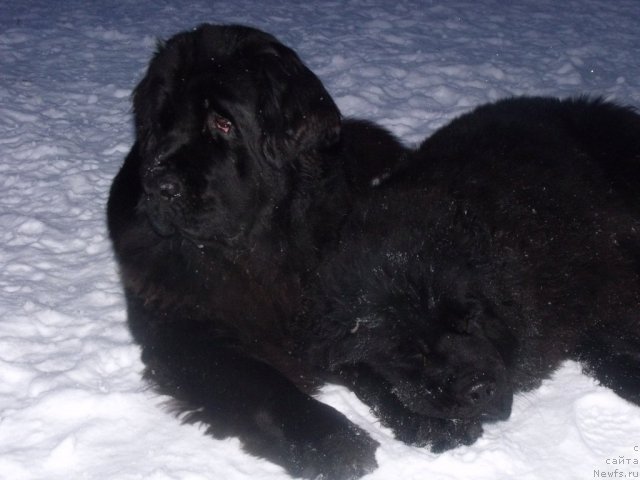 Фото: ньюфаундленд Toptyijka Siyanie ot Aysberga (Топтыжка Сияние от Айсберга), ньюфаундленд Grand Byebi Ariadna (Гранд Бэби Ариадна)