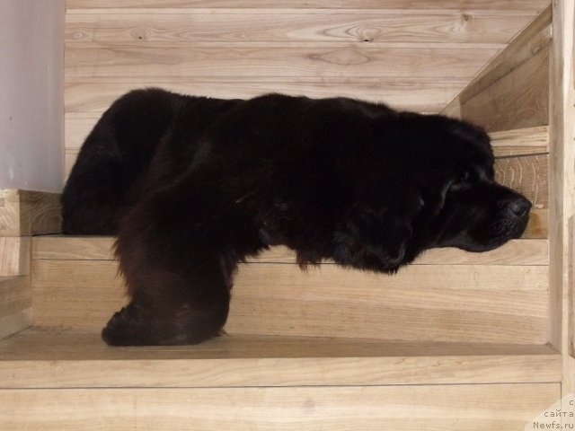 Фото: ньюфаундленд Toptyijka Siyanie ot Aysberga (Топтыжка Сияние от Айсберга)