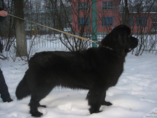 Фото: ньюфаундленд Potap Catriona (Потап Цатриона)