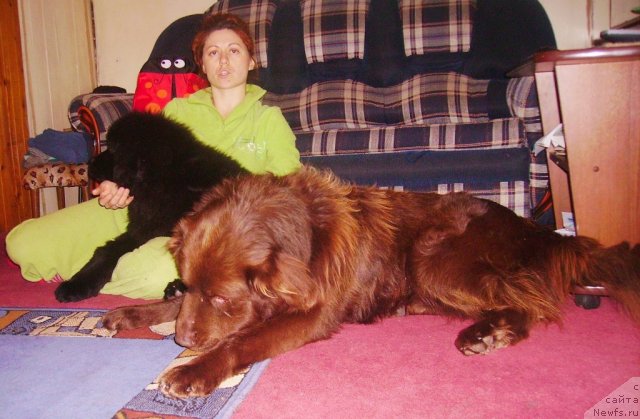 Фото: ньюфаундленд Ih Vyisochestvo Vladlena Madjiks (Их Высочество Владлена Маджикс), Irina Nistratova (Ирина Нистратова)