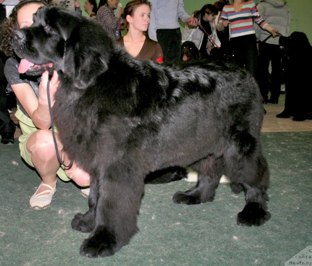 Фото: ньюфаундленд Akvatoriya Kelvin Maksim (Акватория Келвин Максим), Anna Mel'zeninova (Анна Мельзенинова)