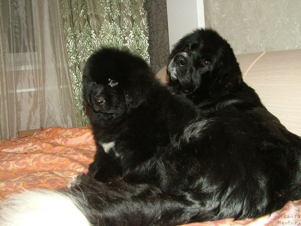 Фото: Акватория Келвин Онли Лав, ньюфаундленд Mag Ispolin Lavina (Маг Исполин Лавина)