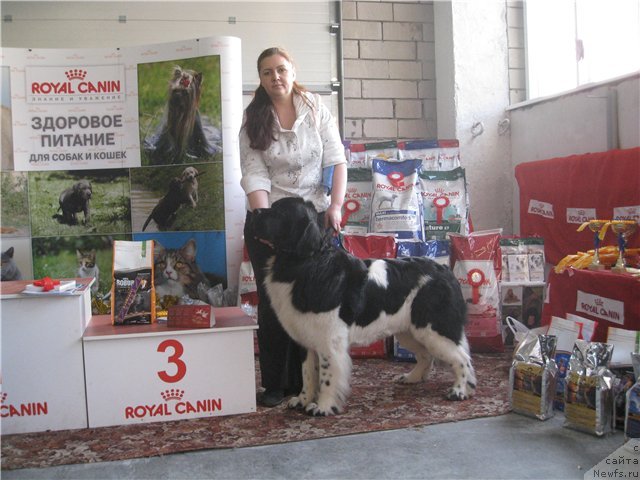 Фото: ньюфаундленд Neverine's Earthquaker