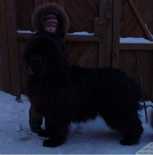Фото: ньюфаундленд Otvajnyiy Ryicar' ot Sibirskogo Medvedya (Отважный Рыцарь от Сибирского Медведя)