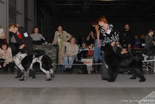 Фото: ньюфаундленд Plyushevaya Panda Princessa Dagmara (Плюшевая Панда Принцесса Дагмара), ньюфаундленд Plyushevaya Panda Ledi Gamil'ton (Плюшевая Панда Леди Гамильтон)