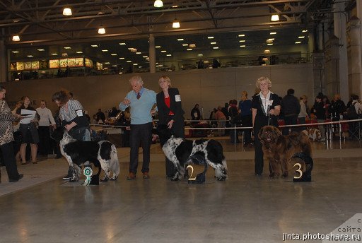Фото: ньюфаундленд Sent Djons Peppi Dlinny Chulok (Сент Джонс Пеппи Длинный Чулок), ньюфаундленд Plyushevaya Panda Ledi Gamil'ton (Плюшевая Панда Леди Гамильтон), ньюфаундленд Igerma iz Akademii Shokolada (Игерма из Академии Шоколада)