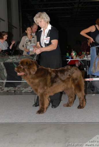 Фото: ньюфаундленд Igerma iz Akademii Shokolada (Игерма из Академии Шоколада)