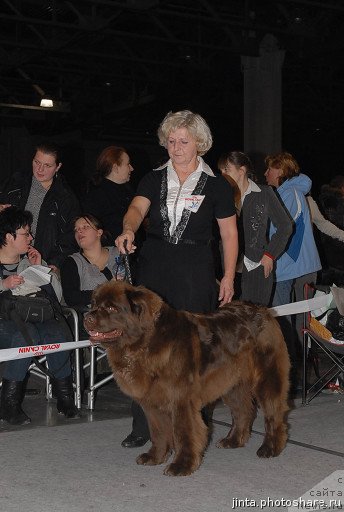 Фото: ньюфаундленд Igerma iz Akademii Shokolada (Игерма из Академии Шоколада)