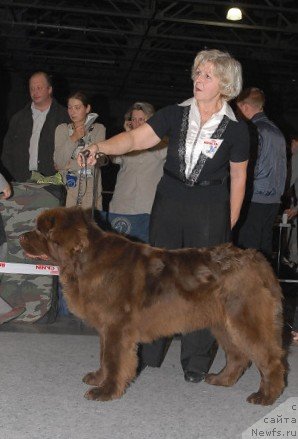 Фото: ньюфаундленд Igerma iz Akademii Shokolada (Игерма из Академии Шоколада)