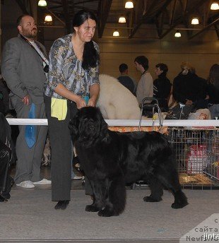 Фото: ньюфаундленд Djentli Bon iz Medvej'ego YAra (Джентли Бон из Медвежьего Яра)