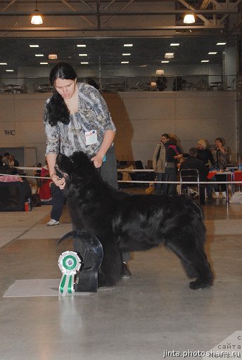 Фото: ньюфаундленд Djentli Bon iz Medvej'ego YAra (Джентли Бон из Медвежьего Яра)